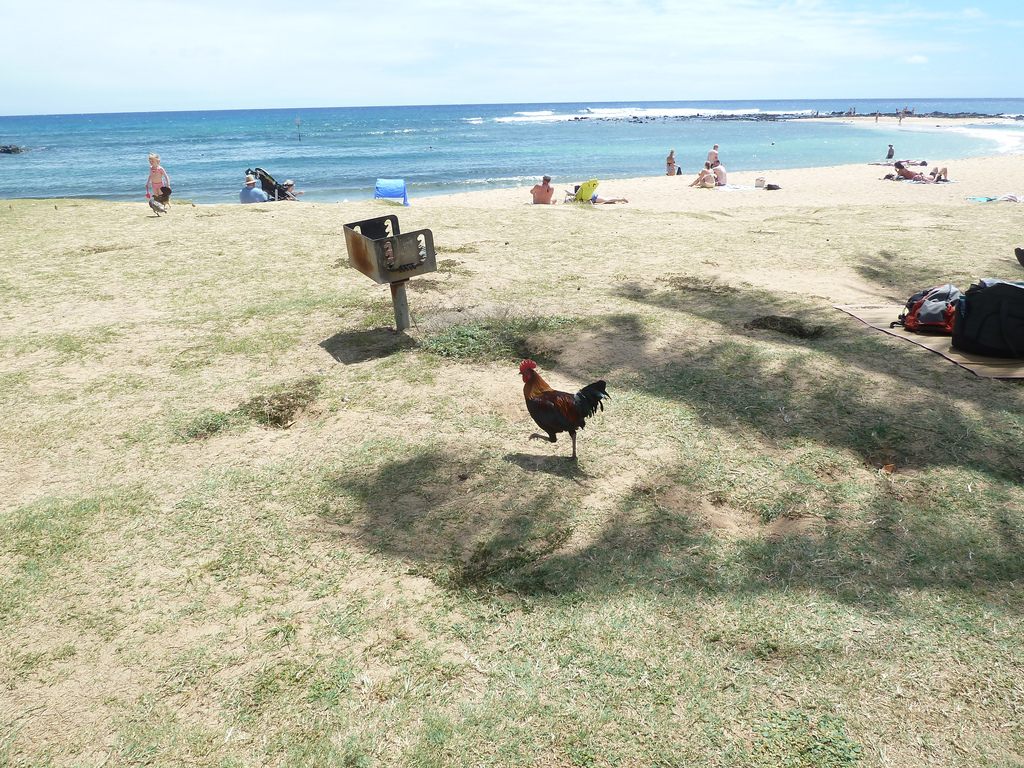 Chickens enjoying the beach in Kauai.