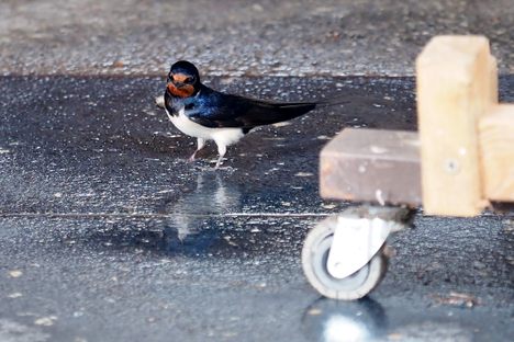 A swallow in Griebnitzsee