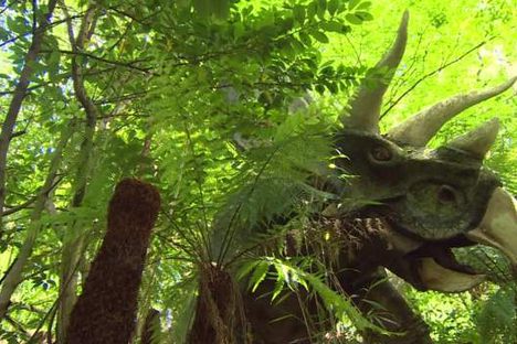 A triceratops.