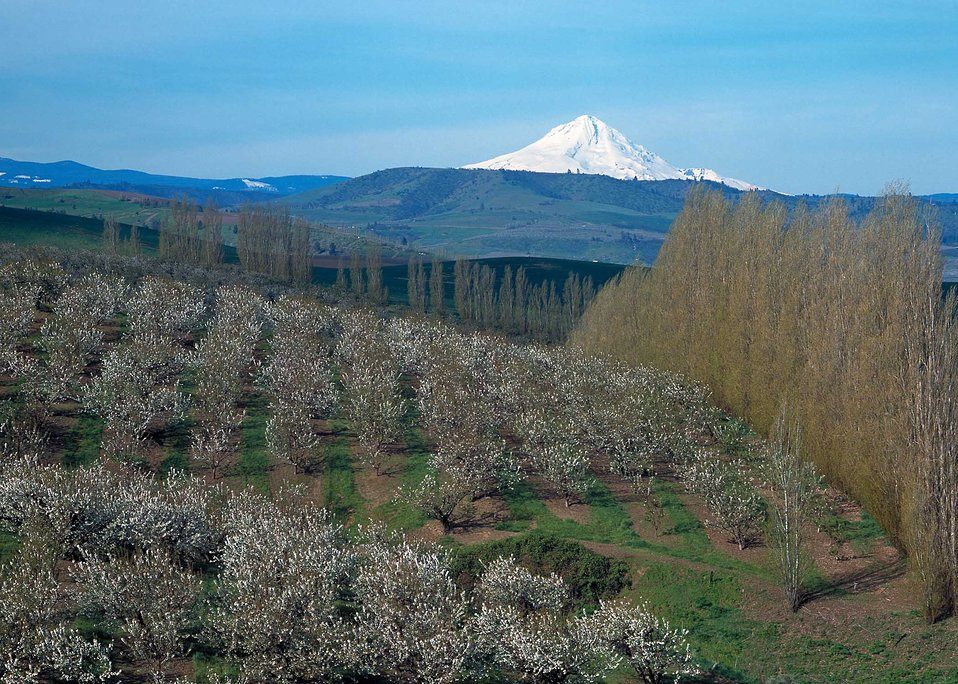Lewelling and Ah Bing made Oregon fruitful.