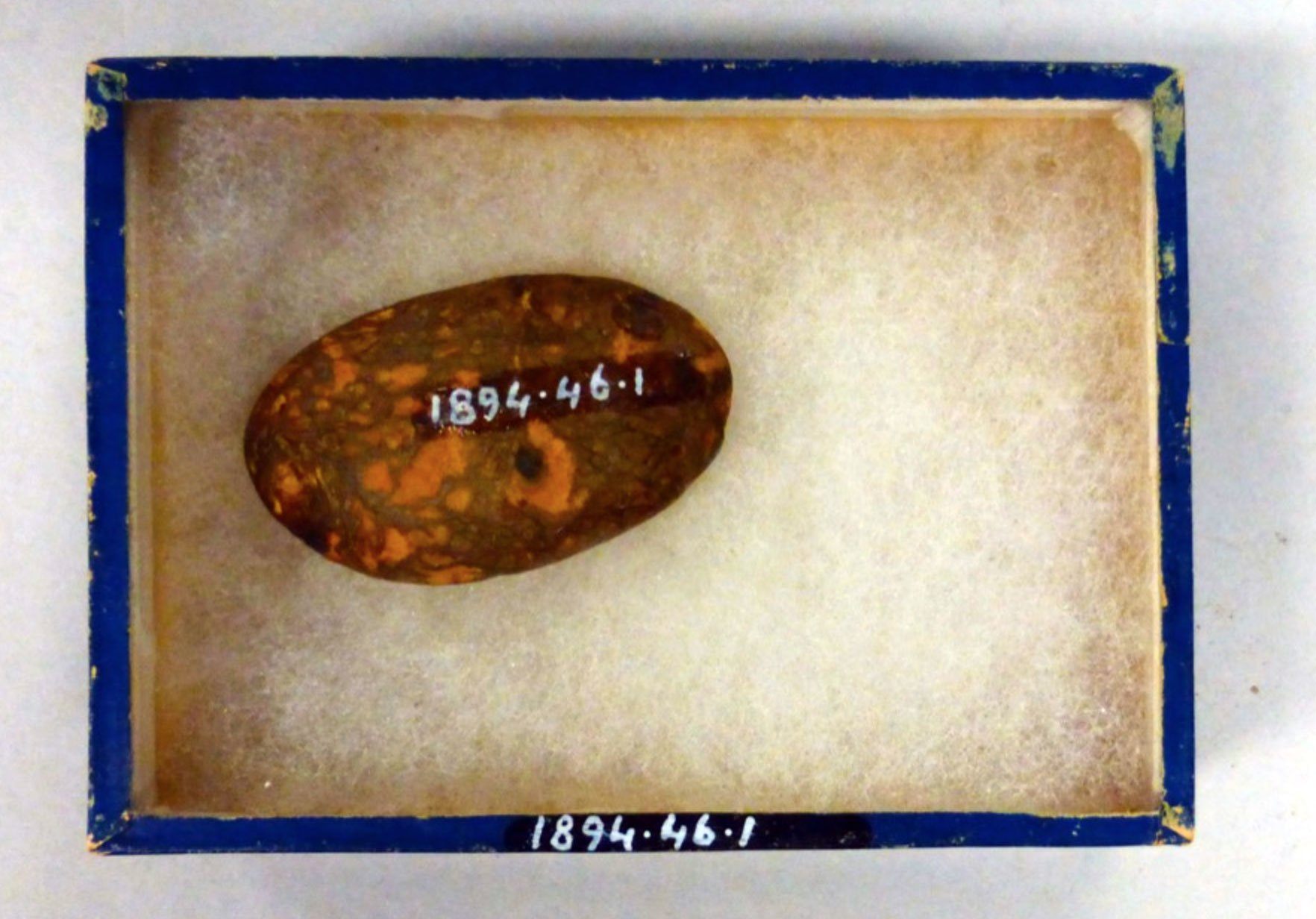 Henry Hopkins of the town of Leighton Buzzard donated this spud to the museum in 1894.
