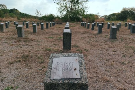 K-9 Cemetery