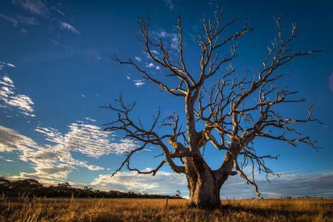 A tree in Australia.