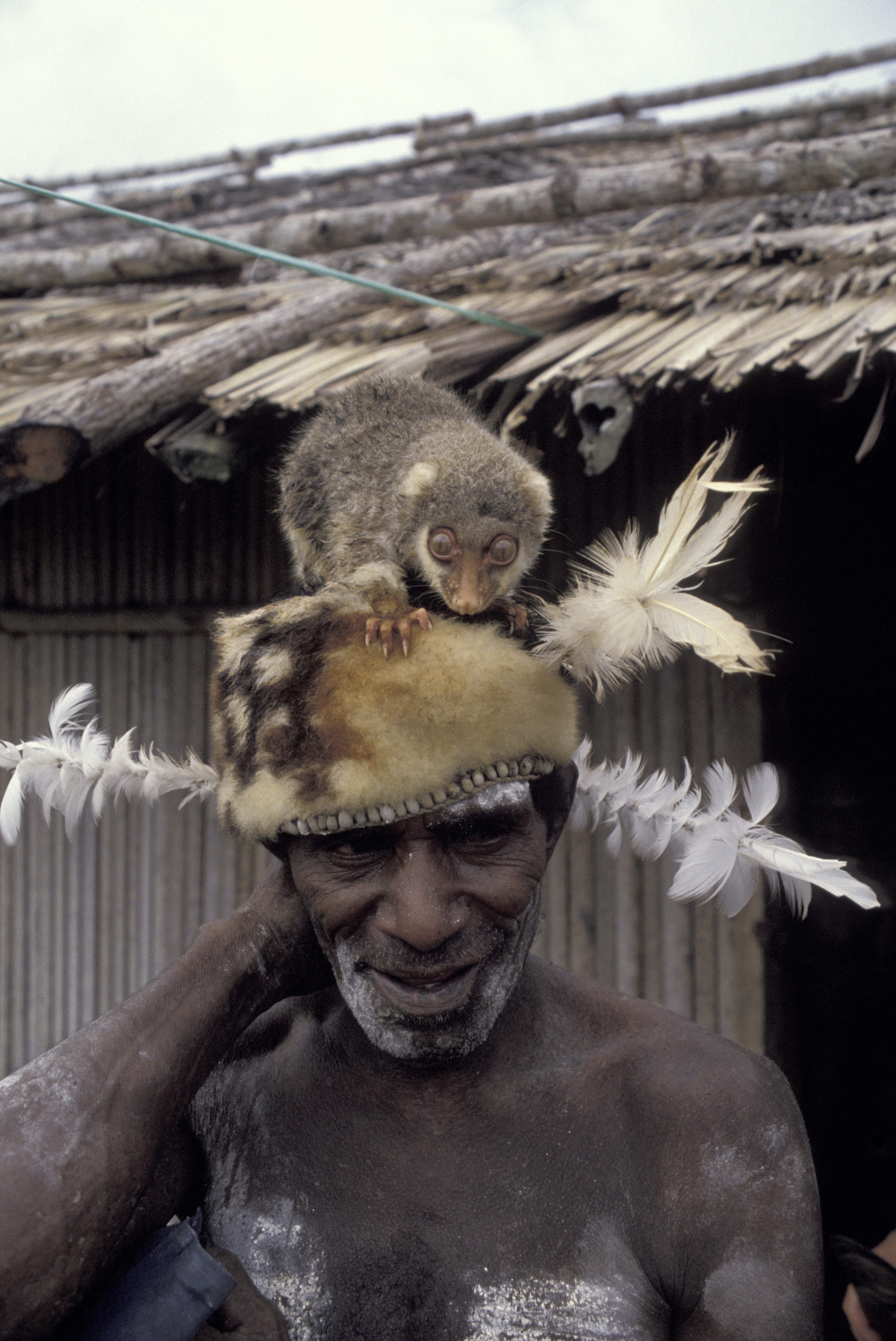 The cuscus is standing on a hat made of cuscus fur.