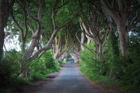 A popular tourist destination since becoming a filming location for Game of Thrones, The Dark Hedges is a road enveloped by beech trees in County Antrim, Northern Ireland. 