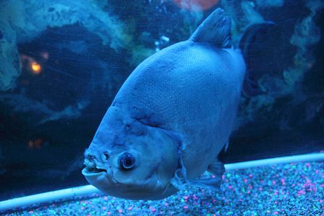Rufus the Fish