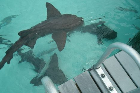 Nurse sharks at Compass Cay, swimming by the dock for food. (Brett Young/Atlas Obscura)