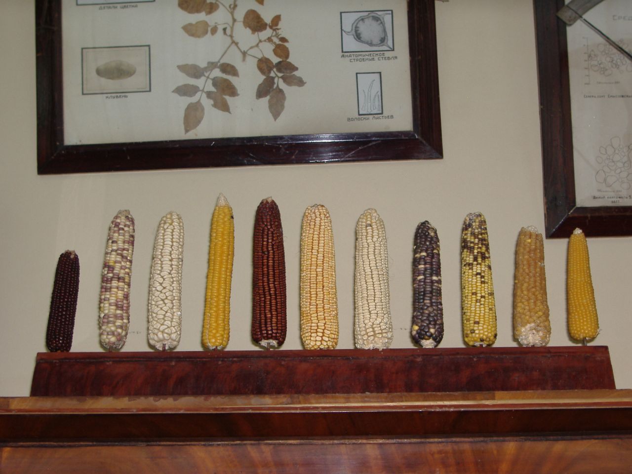 Maize diversity on display in Vavilov's office, itself preserved by VIR.