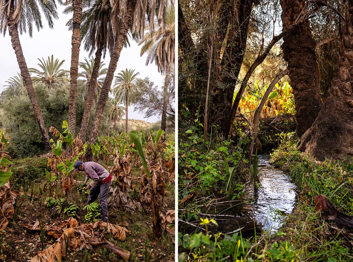Harvesting bananas (left) and an irrigation system (right) in the food forest.