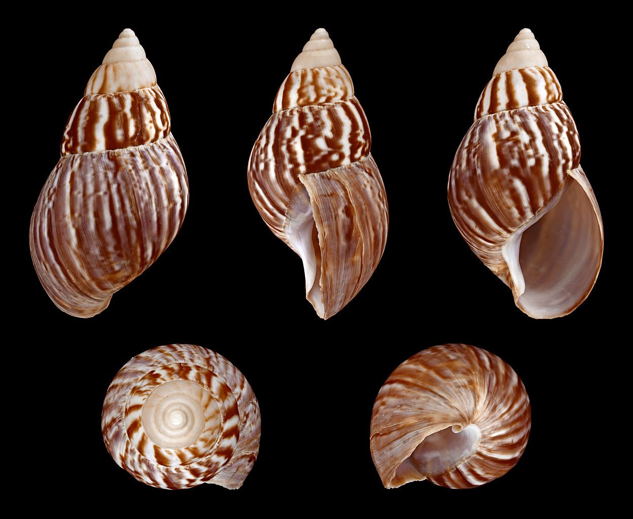 These shells could last in the fossil record as a sign of human influence on Earth.