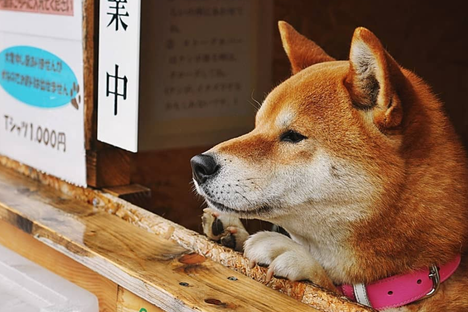 Dog's Roasted Sweet Potato Stand