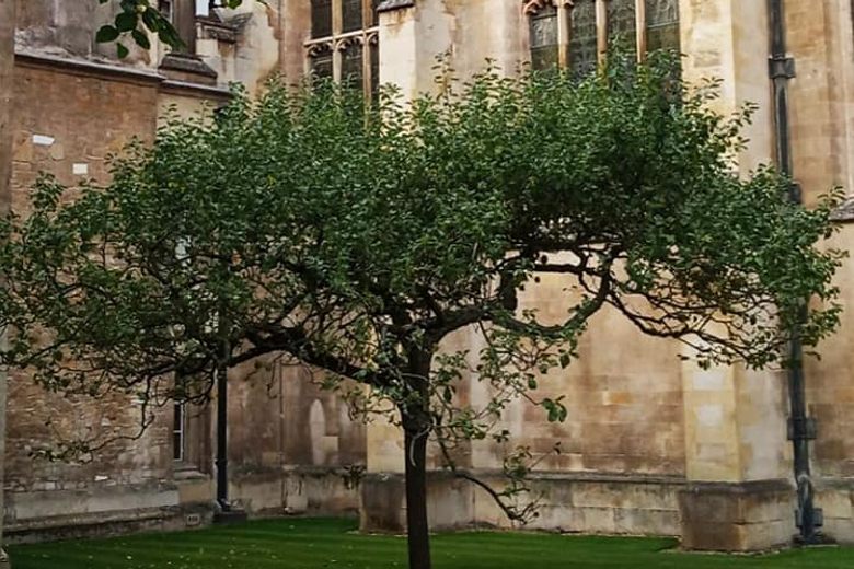 Trinity College Chapel - Isaac Newton