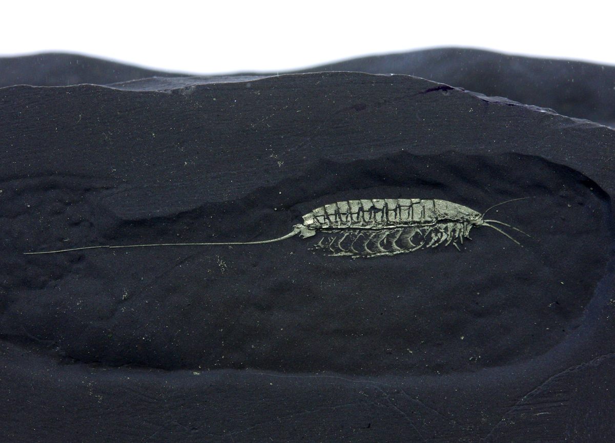 An unidentified arthropod that Martin unearthed.
