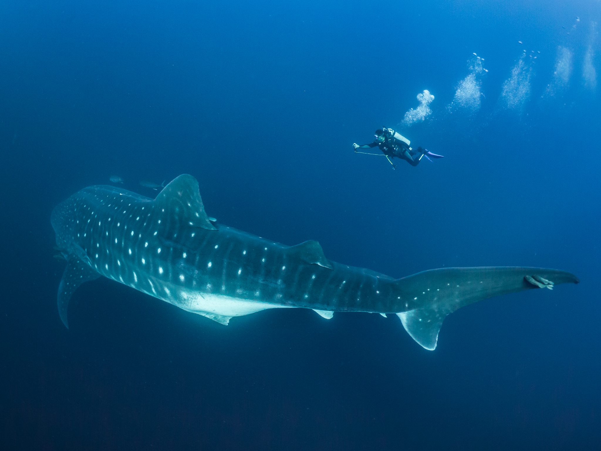 Whale sharks see in dark due to mutation behind blindness in