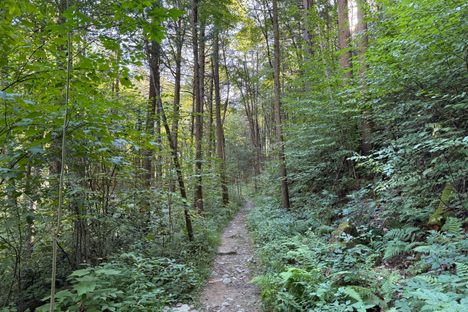 Traveling southeast along The Galbraith Gap Trail in Rothrock State Forest. 