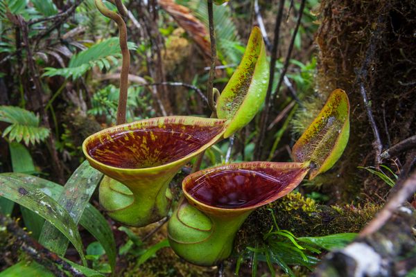 The carnivorous plant Nepenthes lowii, found only in Borneo, is able to thrive in a harsh, high-elevation ecosystem because it has adapted to eat animal droppings. 