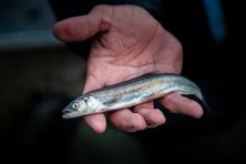 Every year, spawning eulachon (Thaleichthys pacificus) return to the Nass River from the sea, where they spend most of their lives.