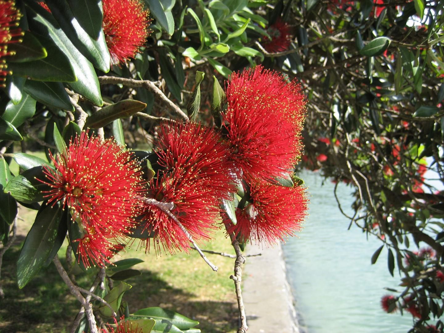 Red Flowering Gum Trees get some Attention! — San Francisco Trees