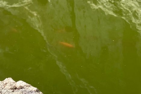 Tiny gold fish 