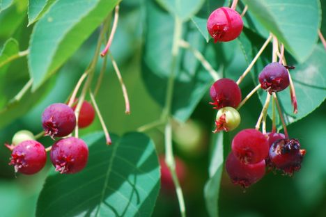 Saskatoons