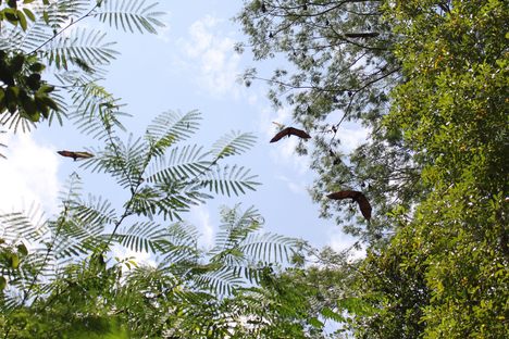 Eating Bat in the Seychelles
