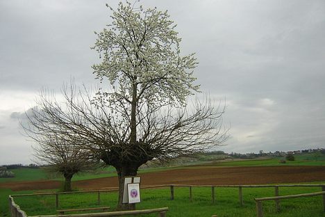 Bialbero di Casorzo