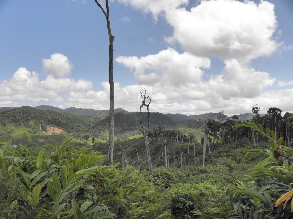 Small villages are scattered around the dense rainforest of northeastern Madagascar, where researchers found attitudes about the aye-aye can differ from one community to the next.
