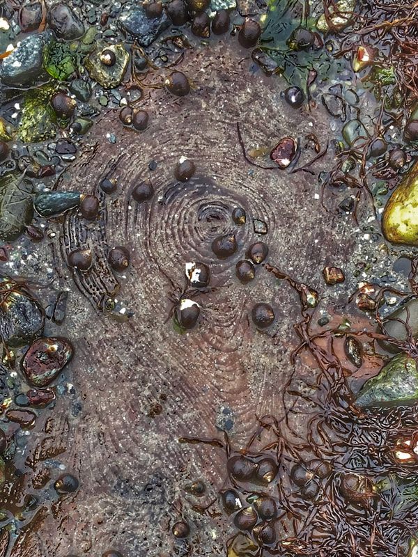 Sunken Forests