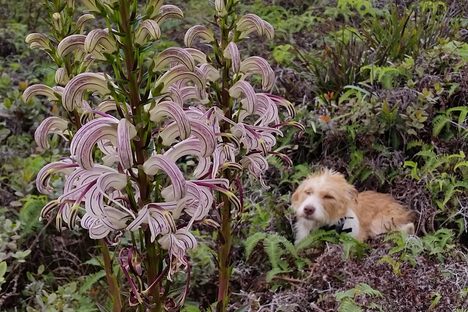 Lobelia kauaiensis, one of the species of lobelia native to Kanaele, alongside a friend.