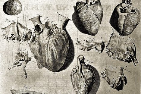This 18th-century illustration shows a heart in various stages of dissection.