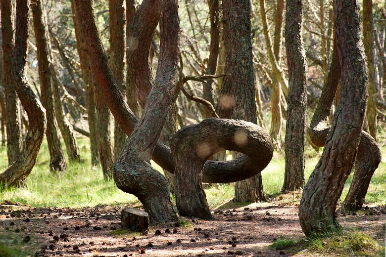 Dancing Forest – Rybachiy, Russia - Atlas Obscura