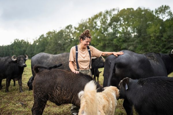 Sarah Roland takes care of a herd of water buffalo.