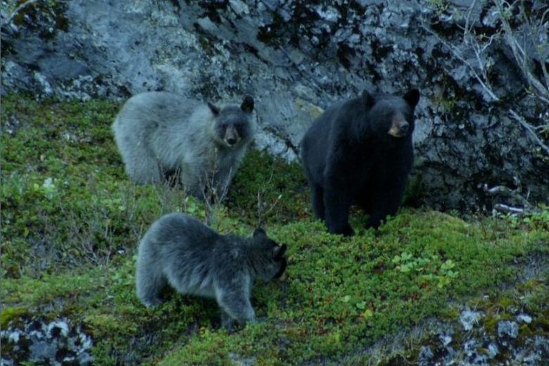 Glacier Bears of Glacier Bay National Park – Gustavus, Alaska - Atlas  Obscura