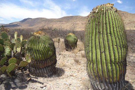 Giant Cacti of Tierra Blanca