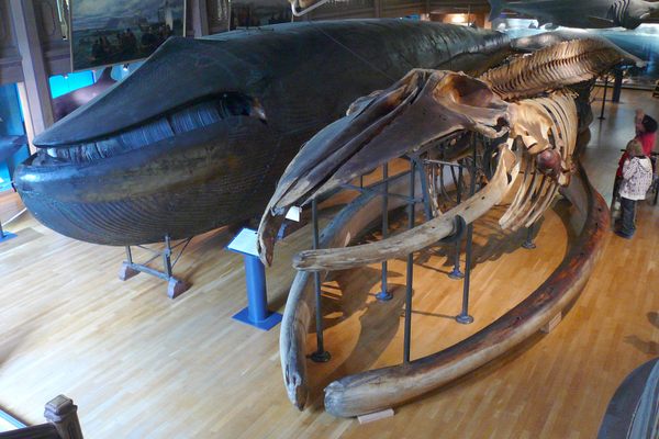 The mounted whale next to its mounted skeleton