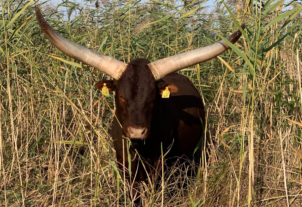 Thando, a pure Watusi breeding bull. 