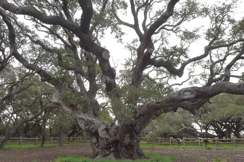 big old oak tree