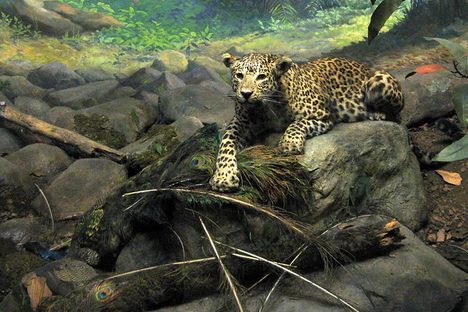 One of the leopards with its peacock prey.