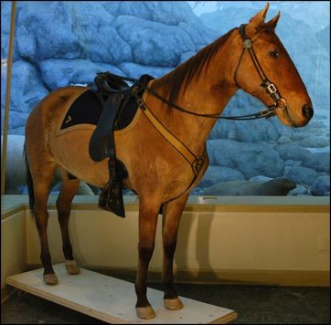 Comanche the Horse