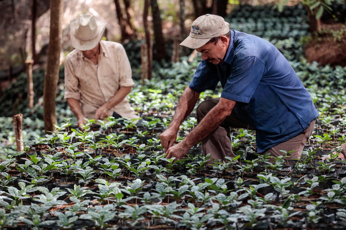 Central American farmers have tried breeding hybrid coffee species that are rust-resilient, but the fast-moving fungus is quick to develop an immunity to that resistance.