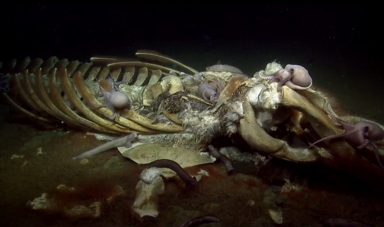 Octopuses investigate the skeleton of a whale at a whale fall site off the California coast.