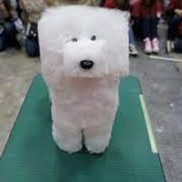 Profile image for DoggsObscura