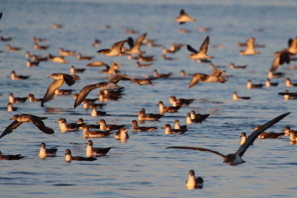 An estimated 10,000 breeding pairs of Scopoli's shearwater gather at Linosa each summer.