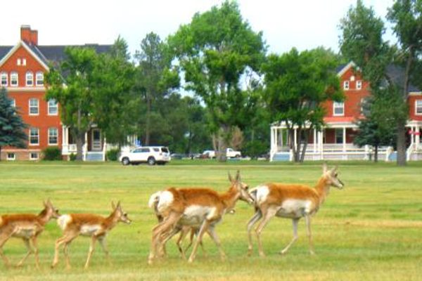 Mothers and fawns stroll through the base's historic housing area.