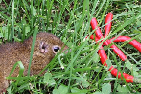 A tree shrew decides whether or not to eat a hot pepper.