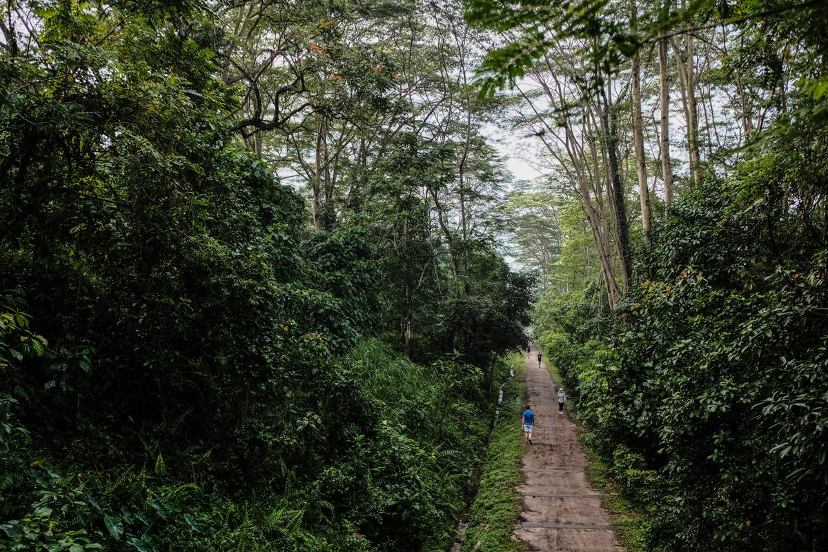The National Parks Board manages the trees in this scenic stretch of the Rail Corridor, a nature trail along the former Keretapi Tanah Melayu (KTM) railway line connecting Singapore and Malaysia.