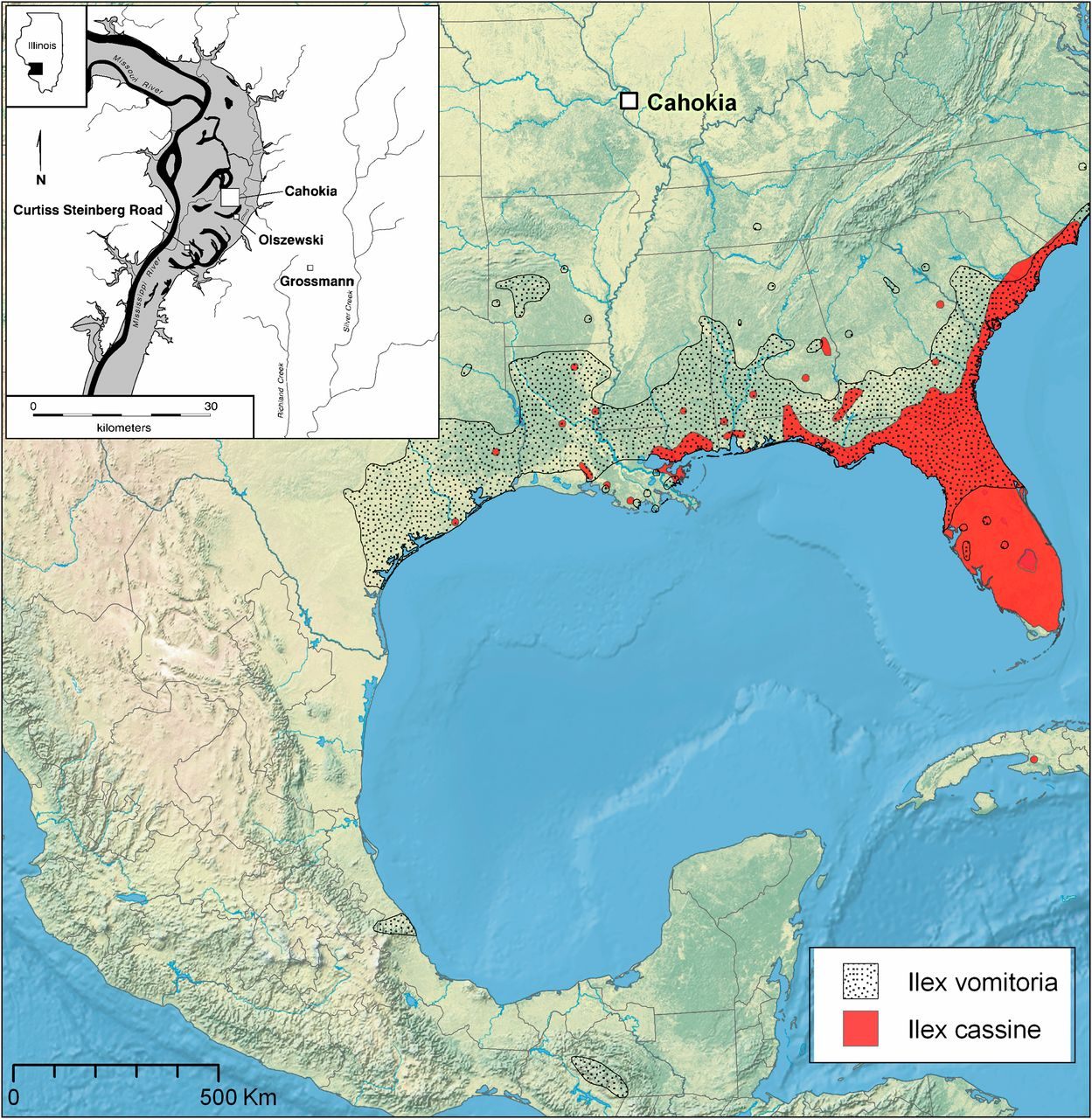 Map showing distribution of <em>Ilex vomitoria</em> and <em>Ilex cassine</em>. Studies have found cassina remnants in the ruins of Cahokia. (Ron L. Stauber, draftsman)