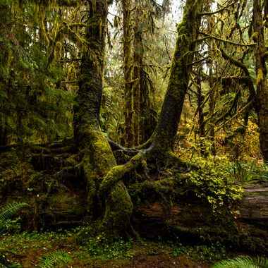 Hall of Mosses