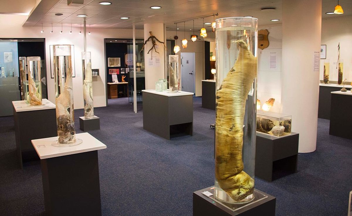 The Icelandic Phallological Museum in Reykjavík is dedicated to penises and penile parts.