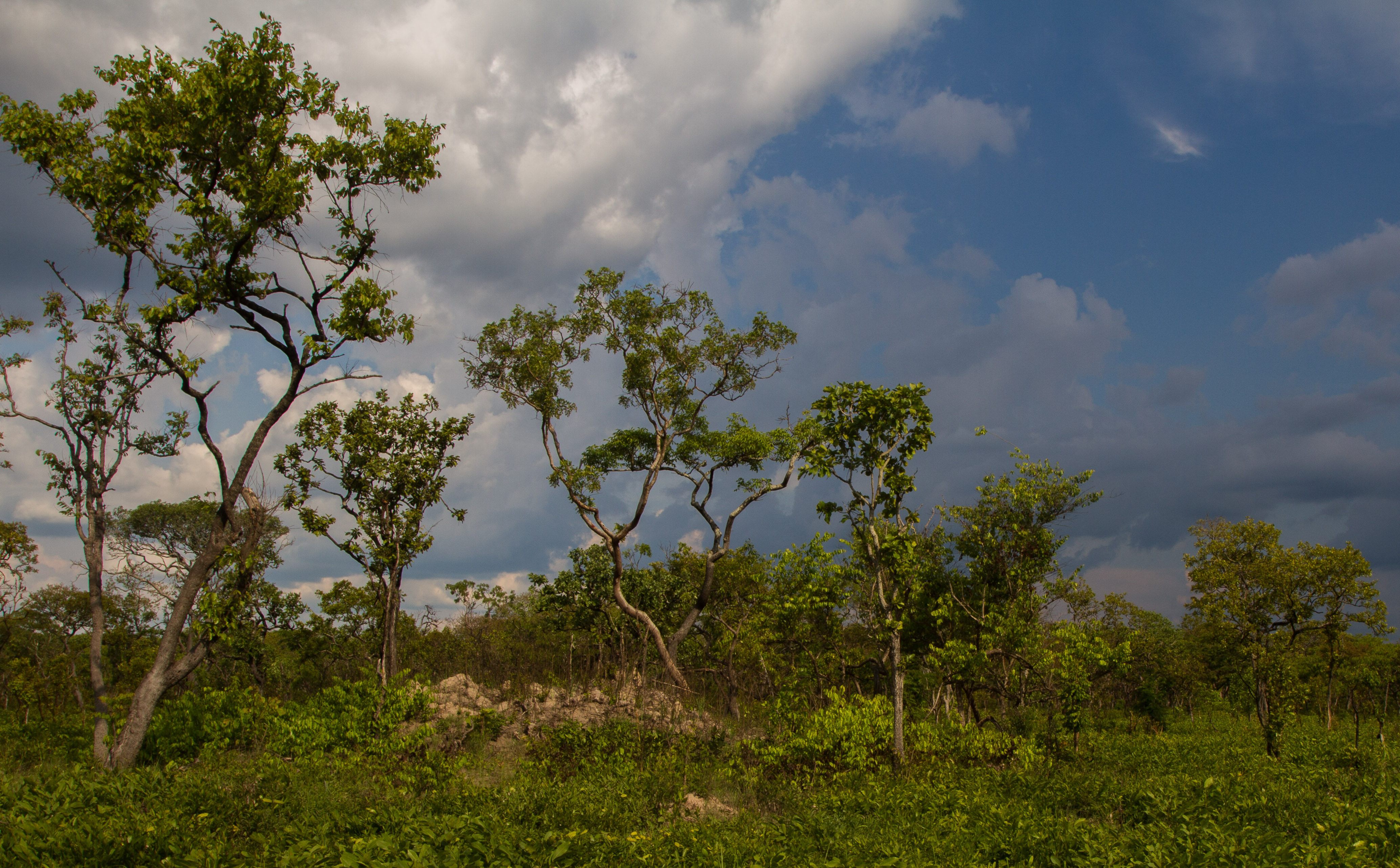 Giant sables live in lush, remote parts of Angola.